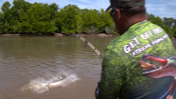 Království divočiny: Kostlíni, Spojené státy