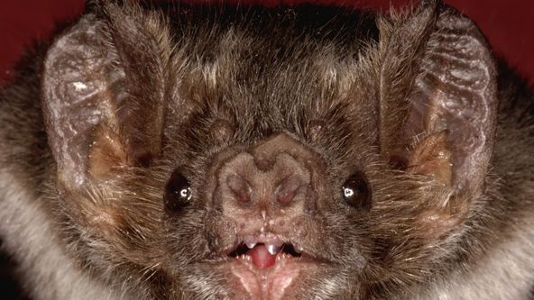 Zvířecí Einsteinové (4/6)