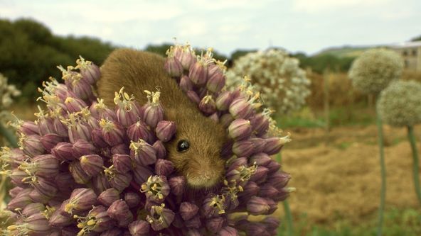 Myší akrobat v obilí