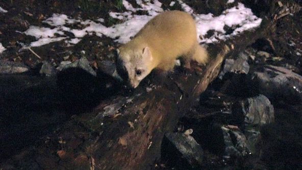 Království divočiny: Zimní příroda v Okutamě