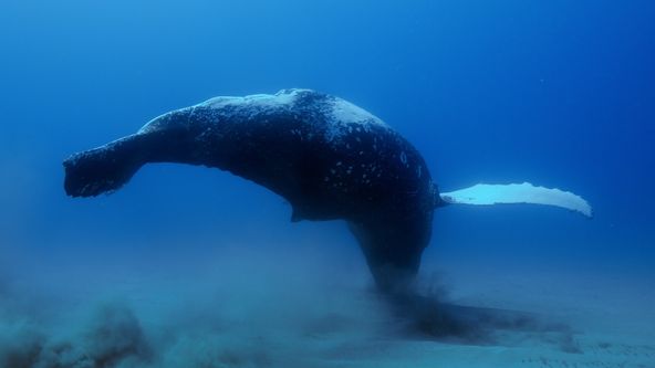 Poutníci moří nám ukazují cestu