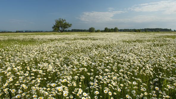 Příběh krajiny luk
