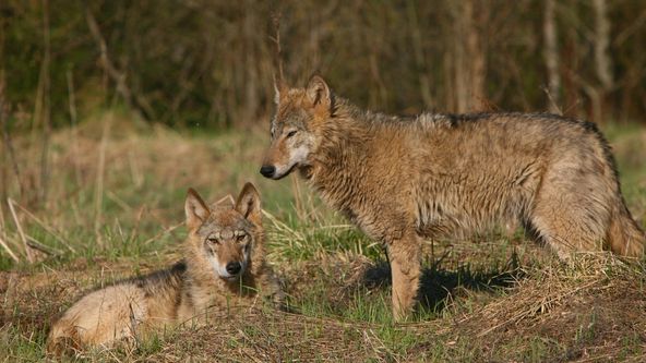 Vlci: Touha po svobodě