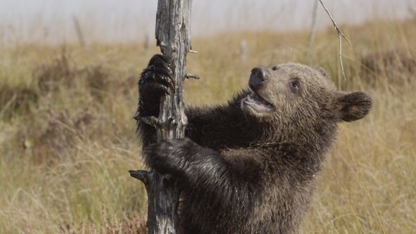 Medvědí příběhy