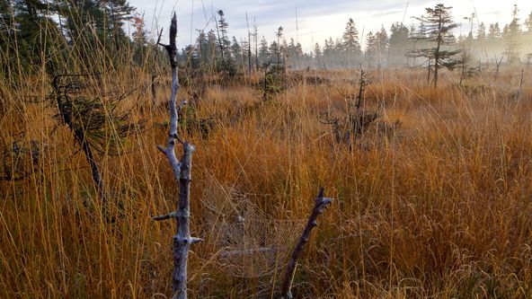 Lesní pohádky bratří Grimmů