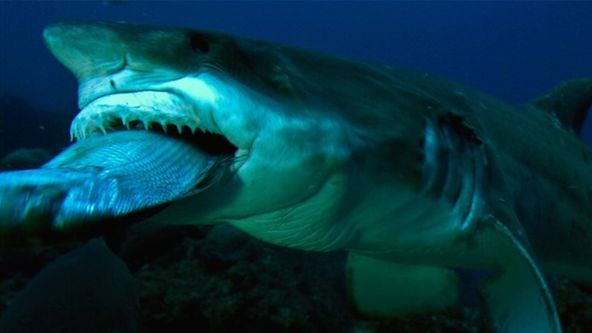 Nejnebezpečnější žraloci světa