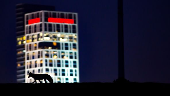 Města: Nová přírodní divočina (1)