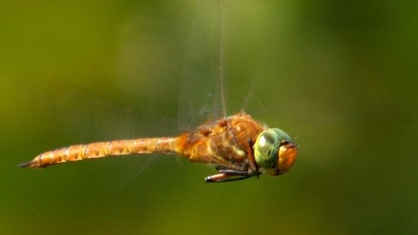 Divoký život v zemi větrných mlýnů