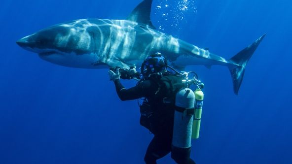 Plavání s monstry: Steve Backshall (1)