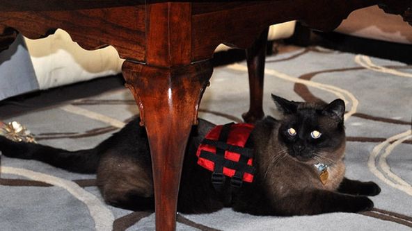 Má pekelná kočka VIII (5)