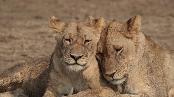 Afričtí lovci II (2)