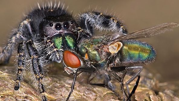 Největší zabijáci (3)