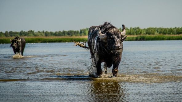 Nová divočina Evropy (1)