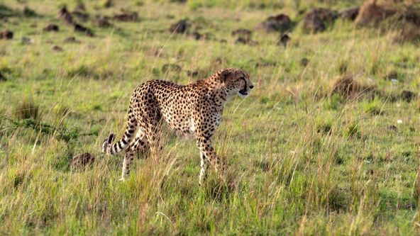 Honba za deštěm (3)