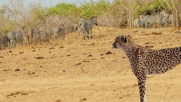 Adaptací k přežití (2)