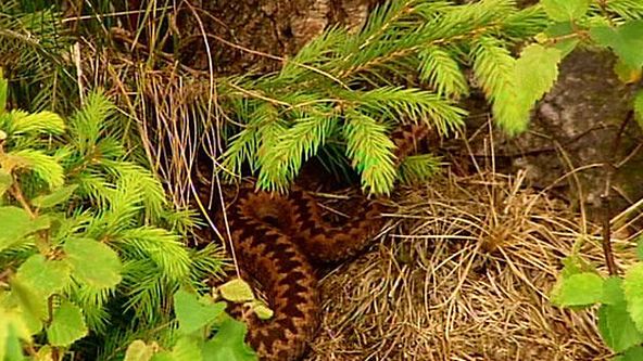 Návraty k divočině