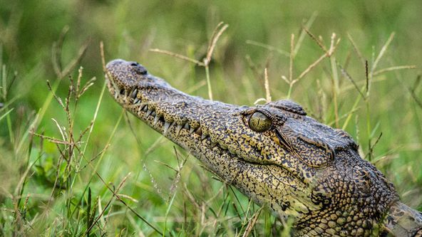 Okavango - řeka snů (3)