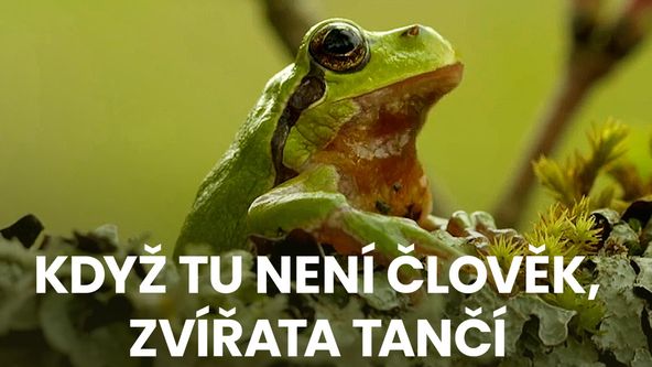 Když tu není člověk, zvířata tančí (1/2)