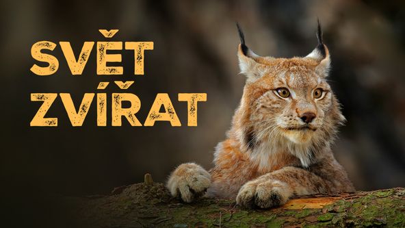 Svět zvířat