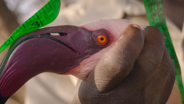 Neuvěřitelné cesty zvířat (5)