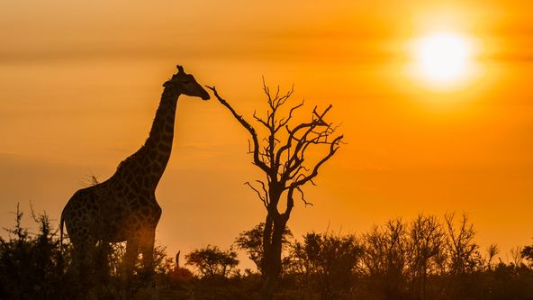 Napajedlo - africká zvířecí oáza (2/3)