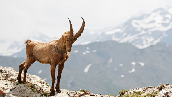 V říši kozorožců