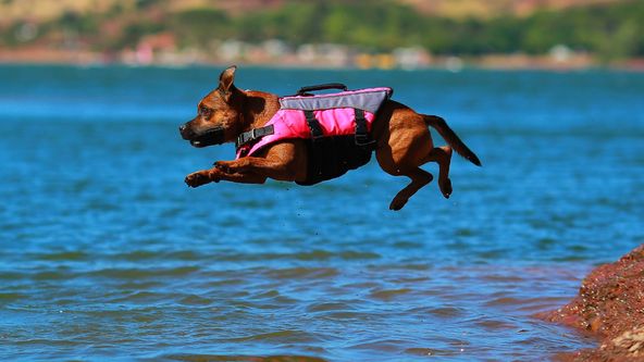 Schopnosti a role psích miláčků v životě člověka (6/7)