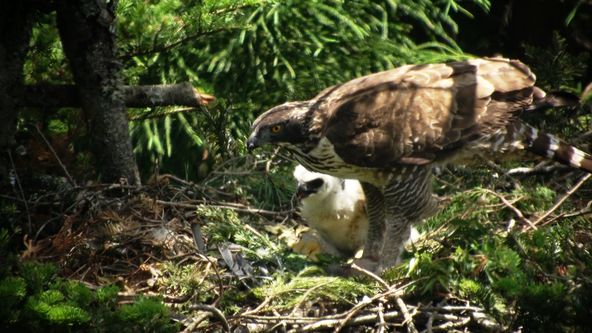 Království divočiny: Jarní příroda v Okutamě