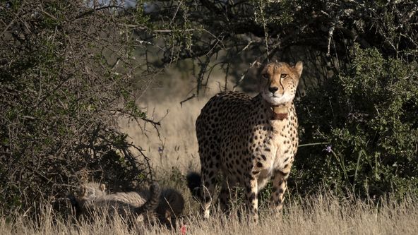 Zázračná planeta: Gepardi a já (1/2)