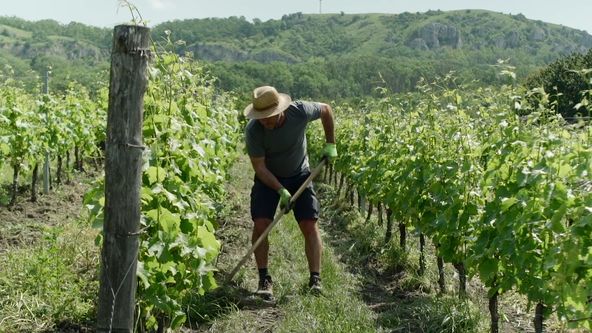 Milovníci vína (1/16)