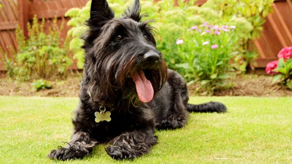 Veterinář z Yorkshiru X (4)