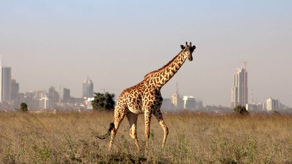 Žirafy zblízka i z výšky