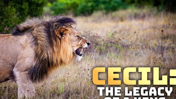 Cecil, lví král