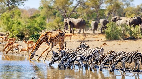 Zázračná planeta: Napajedlo - africká zvířecí oáza (1/3)