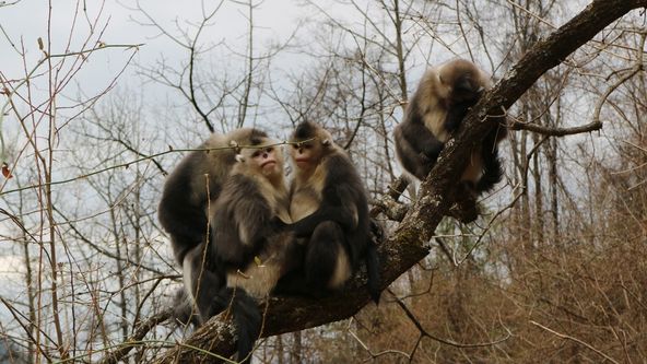 Divoká příroda Číny (2/2)