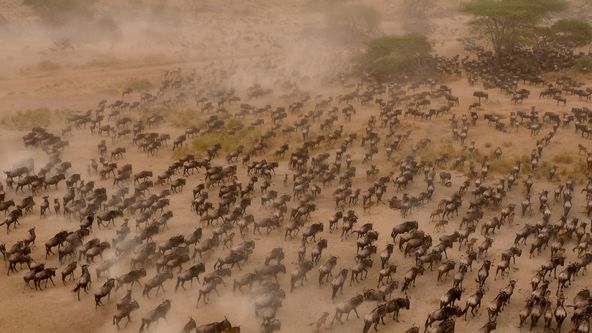 Velké šelmy Serengeti