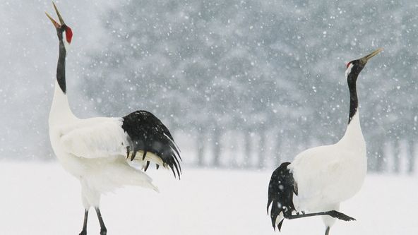 Rok v japonské divočině