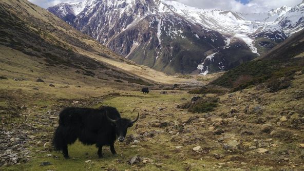 Vzácní živočichové čínské přírody