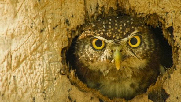 Divoká příroda Kuby