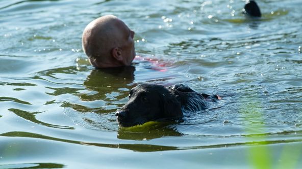 Zvířecí profesionálové