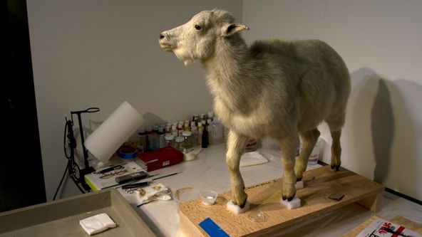 Tajemství světových muzeí II (5)