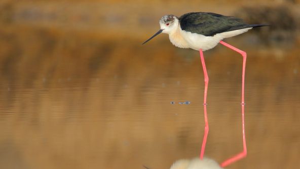 Velká ptačí migrace