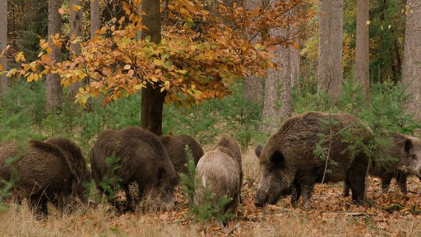 Tajný život jezevců