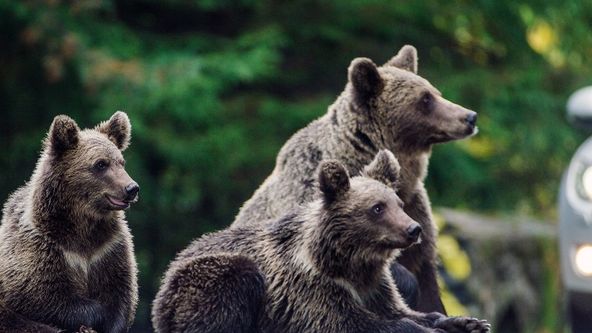 Transylvánští medvědi domácí