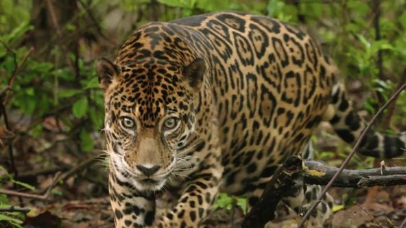 Lovci z divočiny: Afričtí zabijáci XCIX (1)