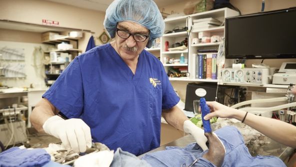 Dr. Jeff: Veterinář ze Skalnatých hor VI (7)