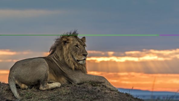 Příběhy velkých koček II (1)