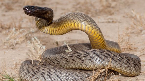 Nejjedovatější zvířata světa (2)