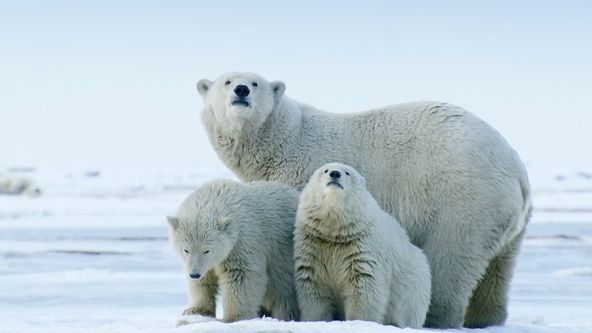 Americká Arktida - ohrožené útočiště