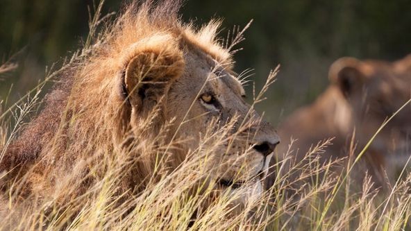 Návrat lvů